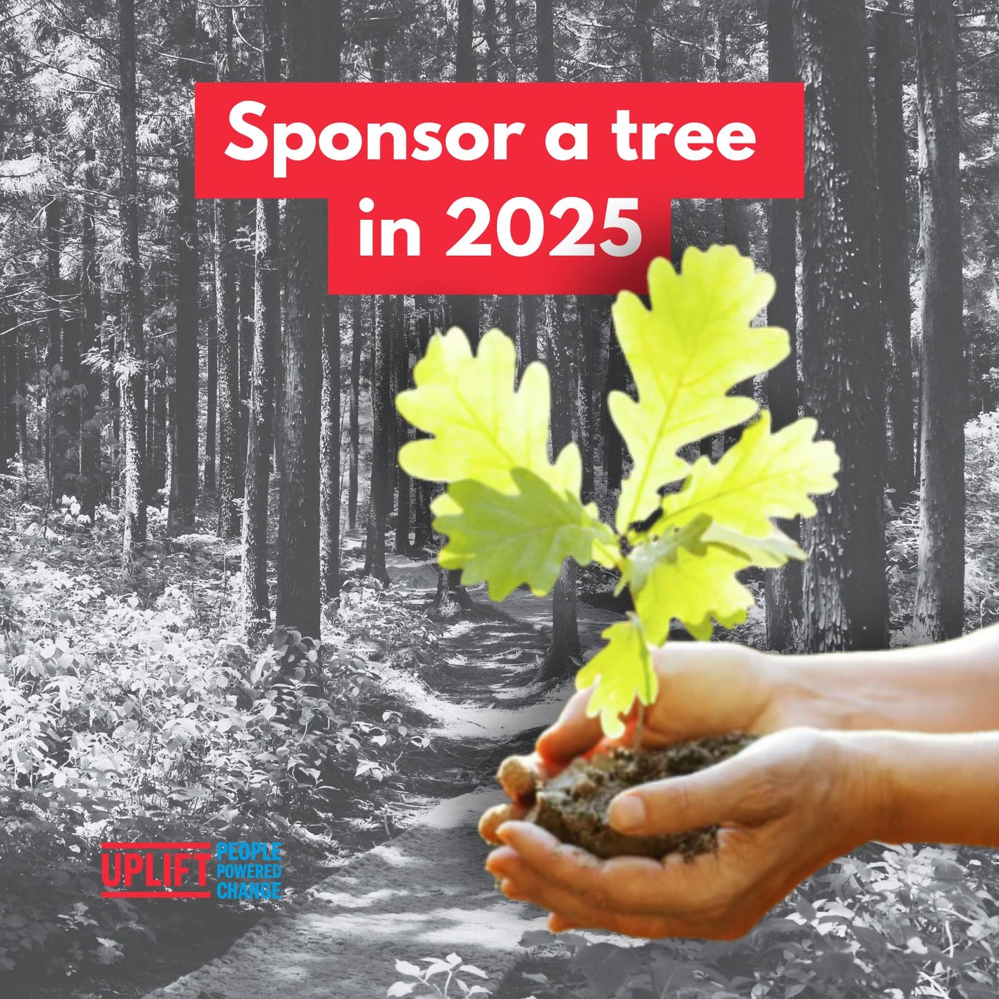 Sponsor a tree